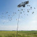 Отпугиватель птиц "SITITEK Кондор-180"